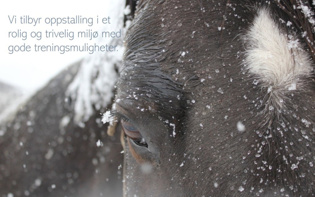 Nettside for Stall Verdens Ende laget av Pagelook